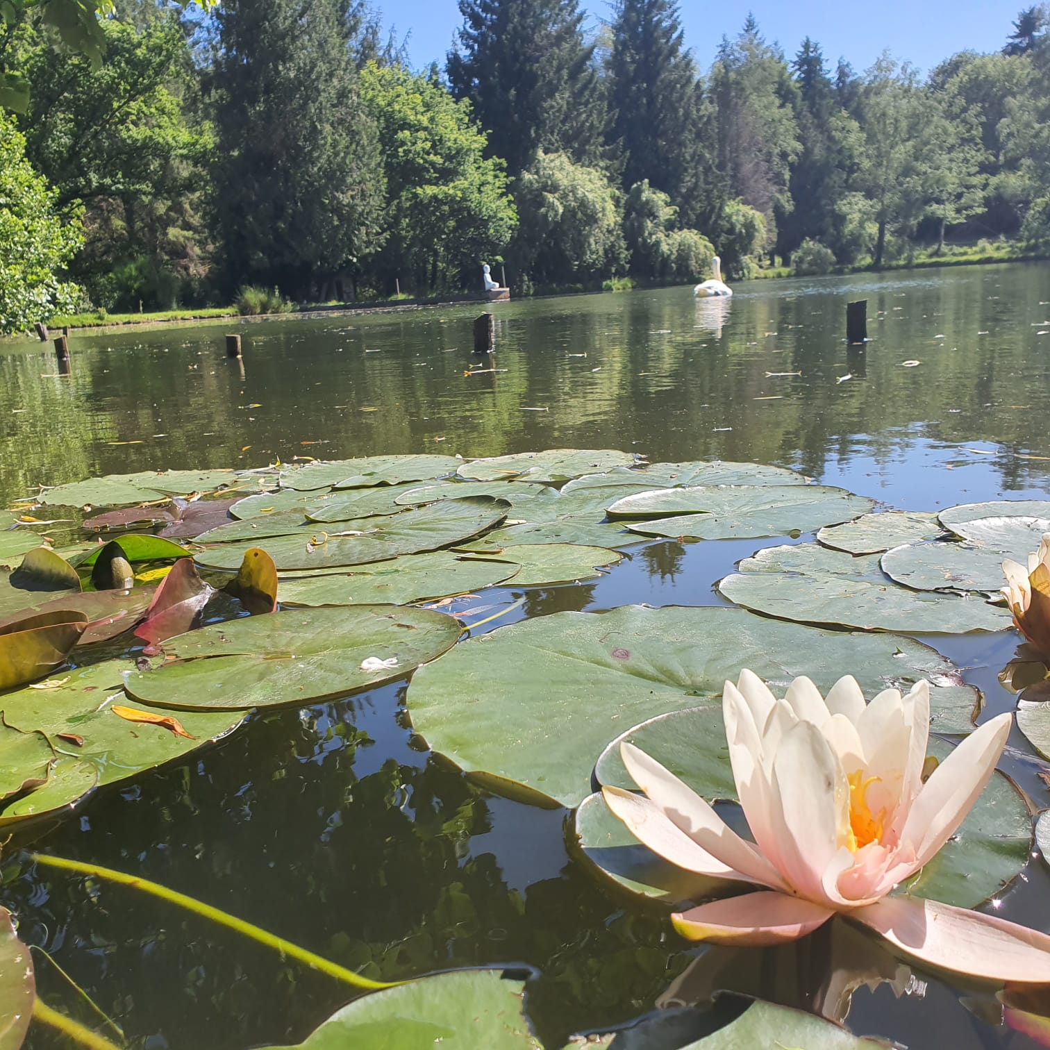 Magie en Bulles – Boréalis Lodge (Saint-Saud-Lacoussière, Dordogne)